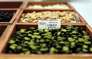 Illustration for article titled Doomsday Seed Vault Adds 20k New CropsâIncluding Beer Barley